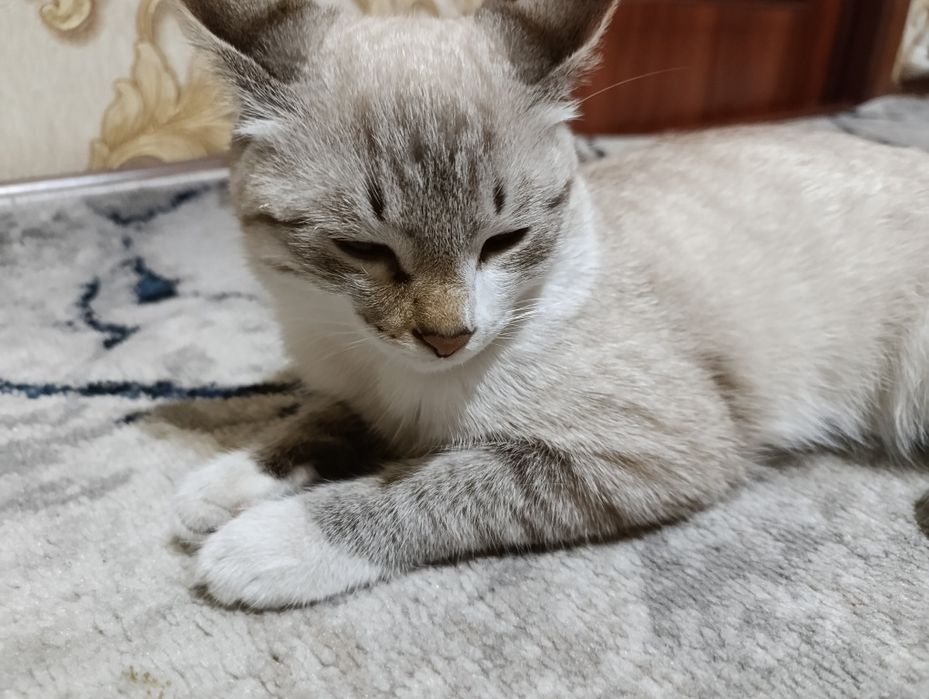 Siam zotiga mansub Juda aqilli mushuk uy mushugi