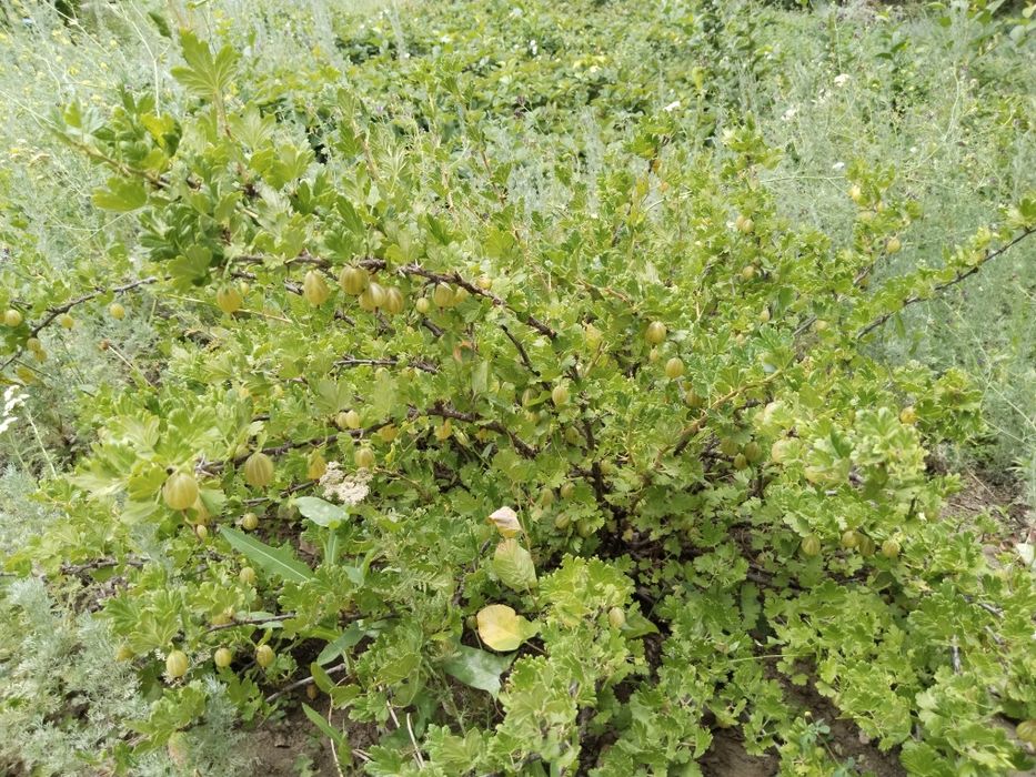 Продам частный дом в Кобде