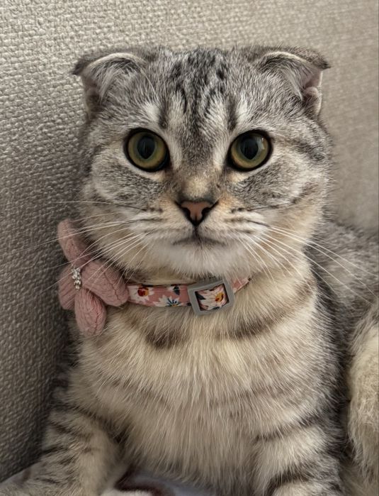 Потеряли кошку М