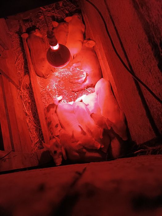 Продам поросят месяц