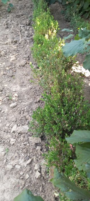 Buxus gard viu verde