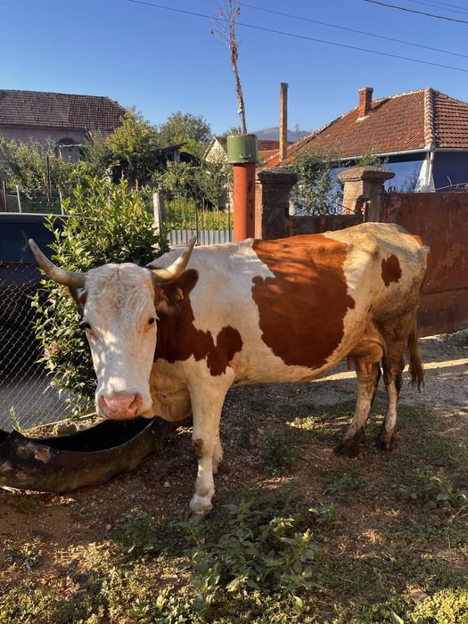 vaca de vanzare