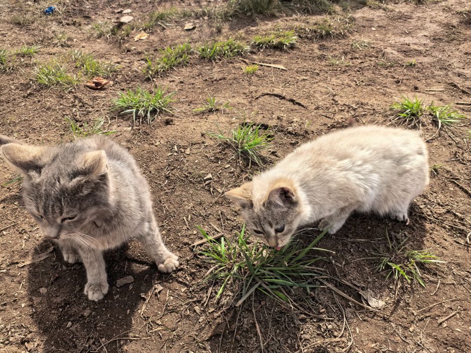 Отдам даром котят