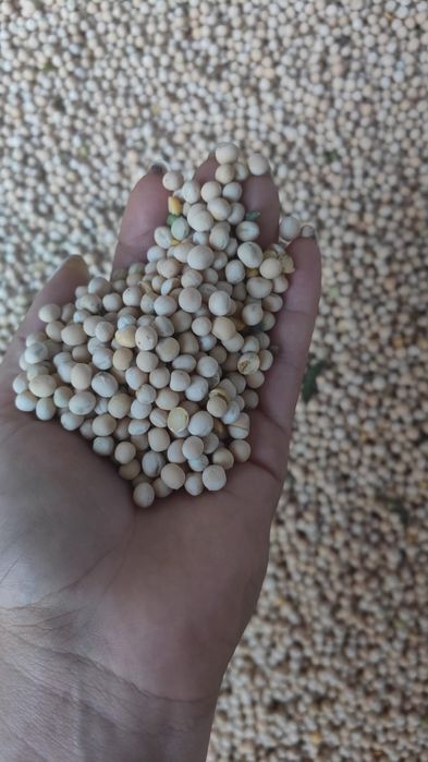 Vand mazăre furajeră recoltat 2025