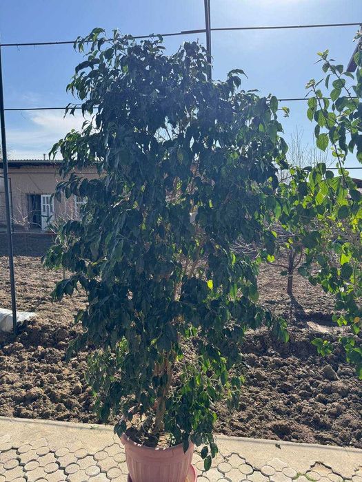 продаются цветы для огорода