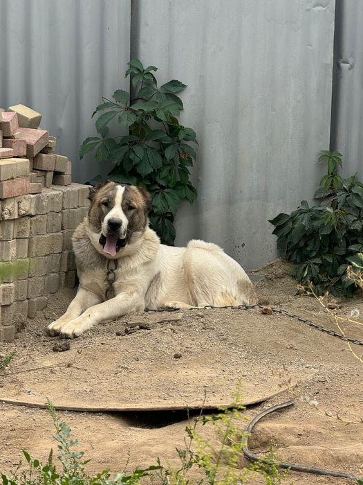 Алабай сучка доч каплана