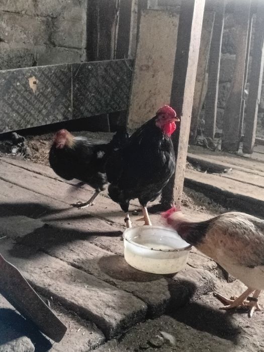 Әтеш сатам прадам петуха