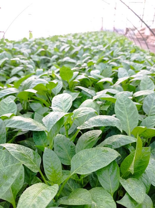 Balgariskiy Qalampir koʻchatlar