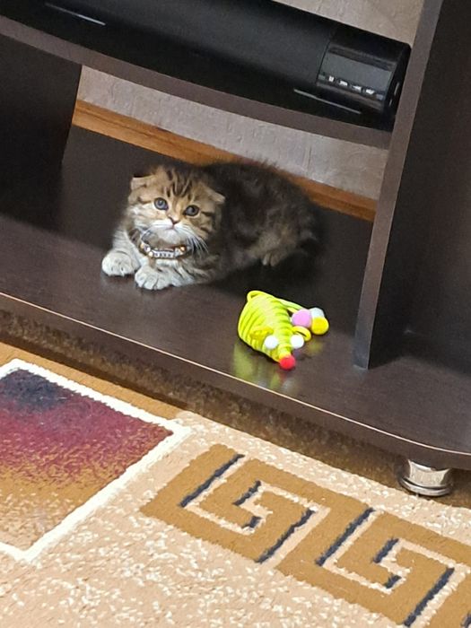 Скоттиш-Фолд девочка