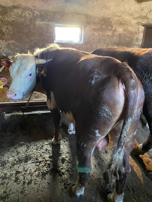 Бычоктар сатылады откорм