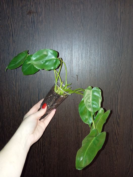 Продам Филодендрон
