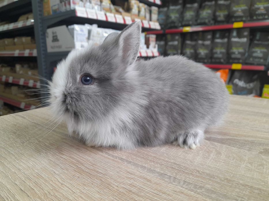 Декоративни мини зайчета