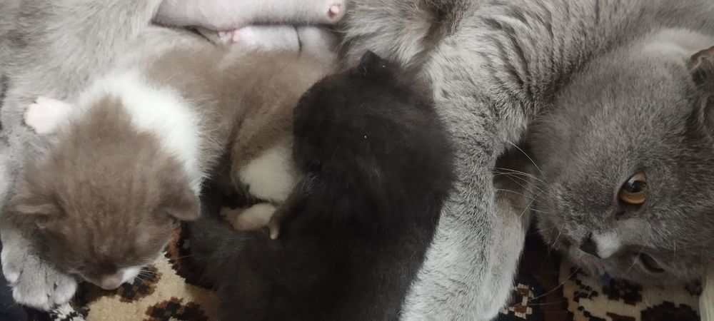 Продам британских котят