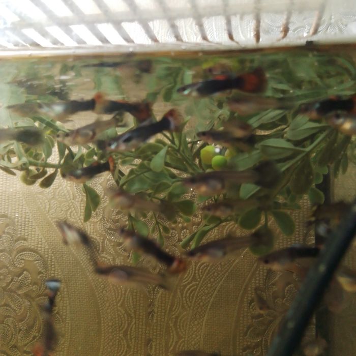 Продам рыбок гупий молодь