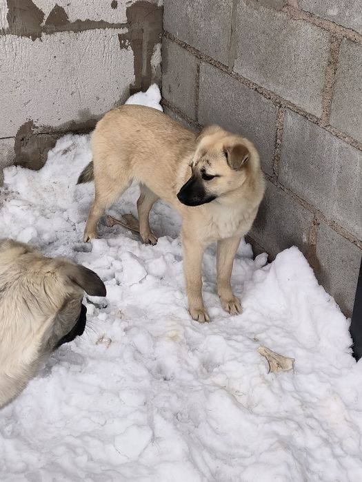 Отдам в хорошие руки щенков