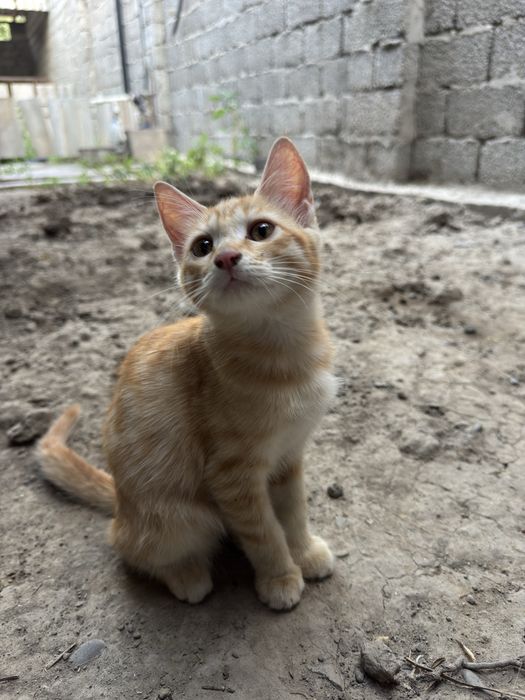 Отдаю котят в хорошие руки даром