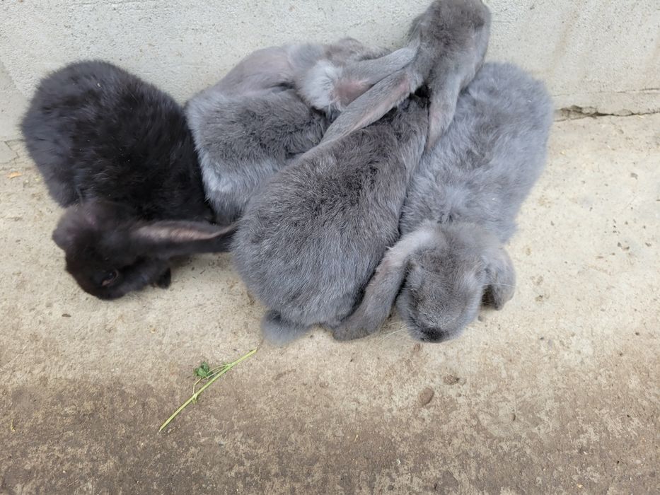 Vand iepuri berbec german