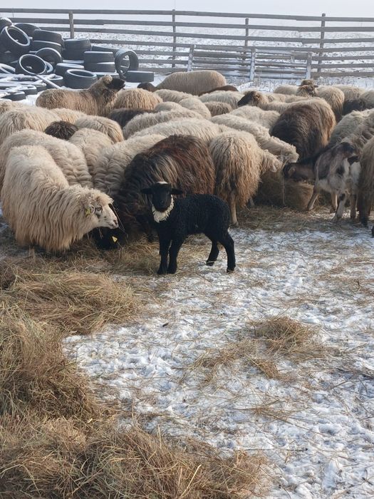 Oi de vanzare  breze