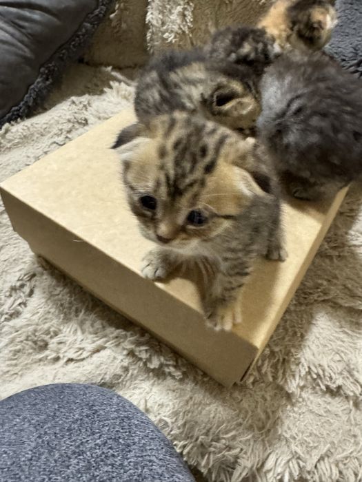 Sotamiz mushu  1,5 oy  parodase gibrit sokoch pold bilan bingalskiy