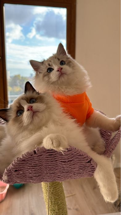 Рэгдолл Regdoll чистокровные!