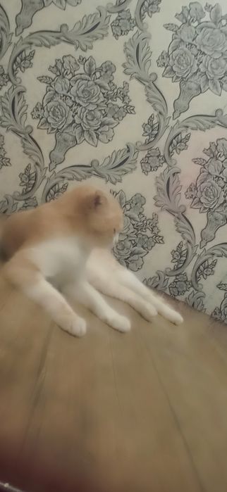 Скоттиш полукровка