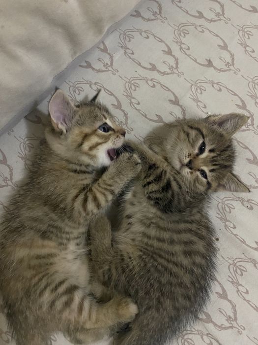 Отдам котят бесплатно