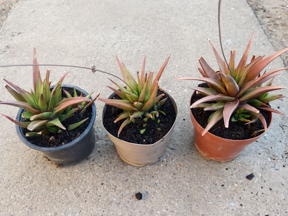 Aloe Vera  Black Gem
