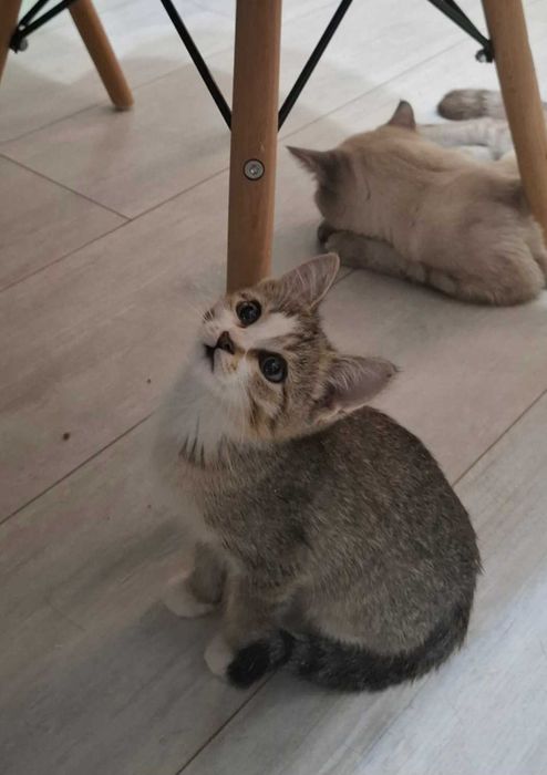 Отдам в добры руки котенка