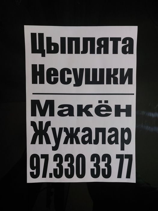 Хай-лайн Сертухум Макён жужалари. Цыплята Курочки несушки.