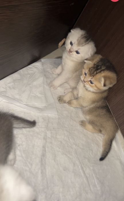 Уральск шотланские котята