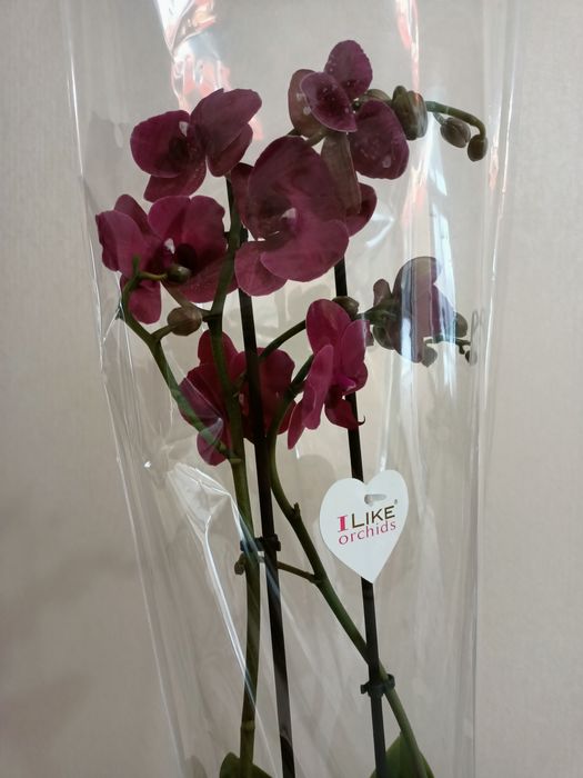 Королевские орхидеи