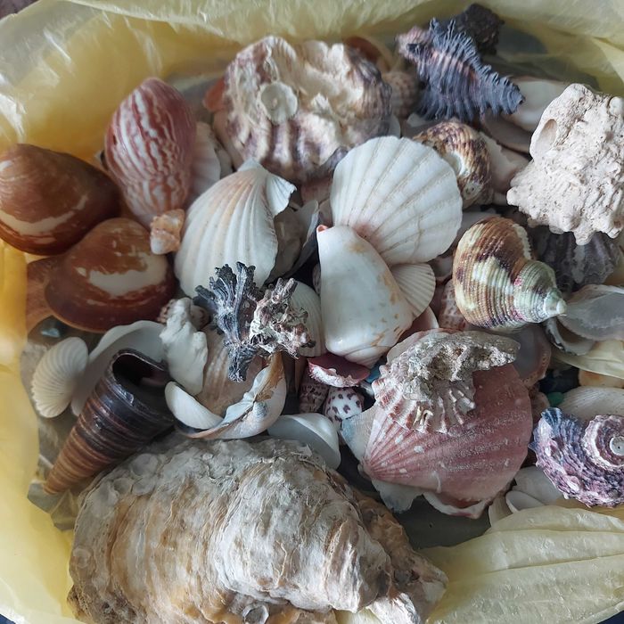 Ракушки морские крупные и мелкие.