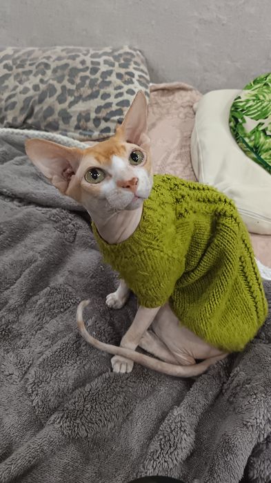 Котята сфинксы две девочки