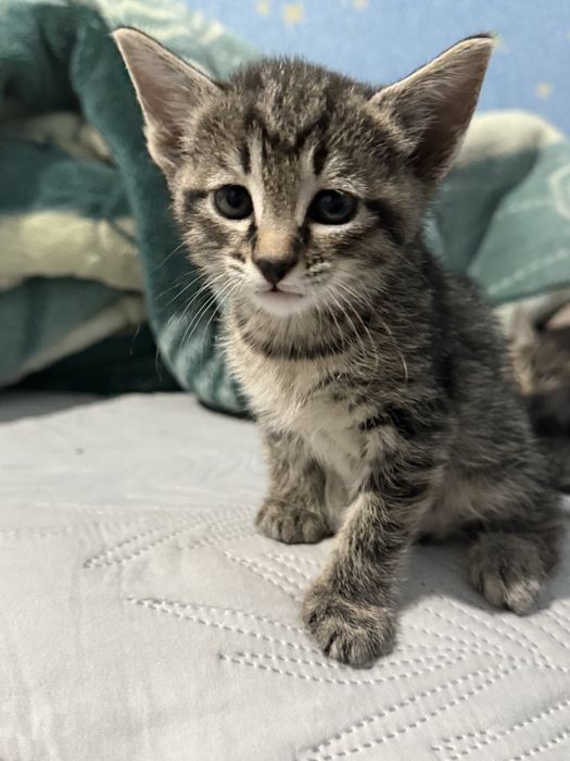 котят в добрые и ответственные руки