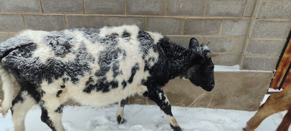 Танадар сатылады.   .