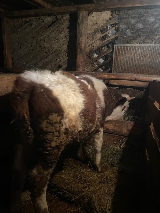 Продам КРС с откорма