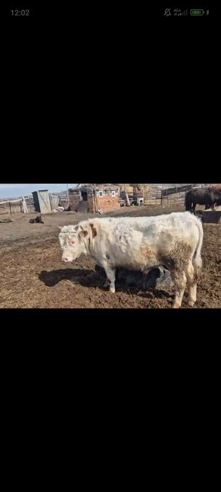 Бұқа, полторашка