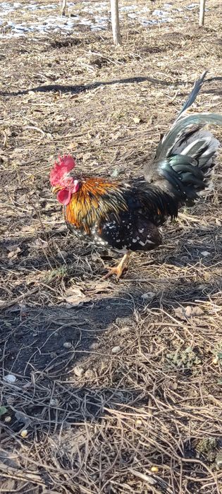 Cocoși pitici disponibili