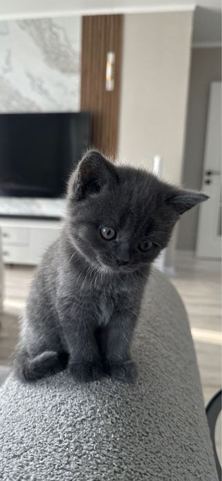 Две милые кошечки ищут любящий дом!