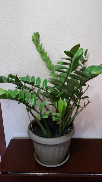 Цветы домашние не дорого