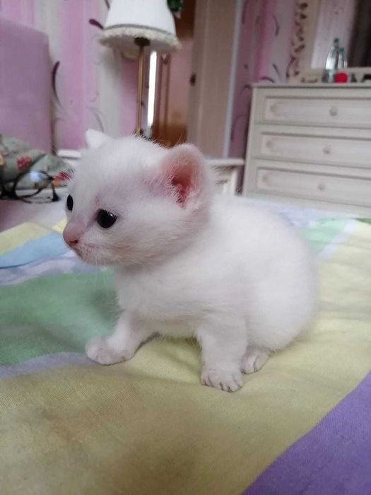 Котята белые 3 месяца все девочки лапочки