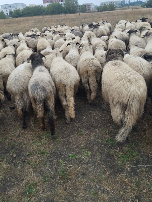 Vând oi țurcane ..….