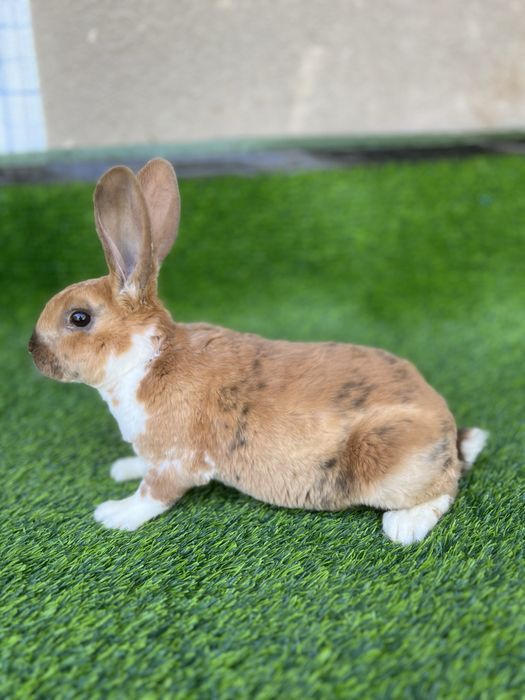 Рекс гепард самец 3 ойлик