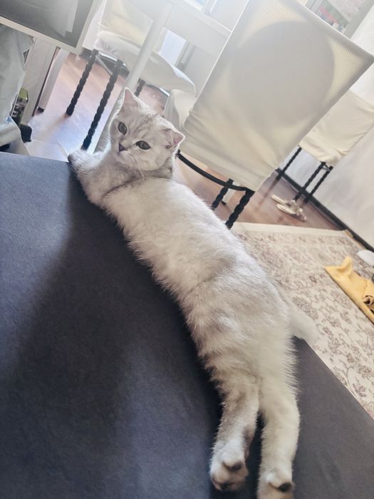 Породистый котенок