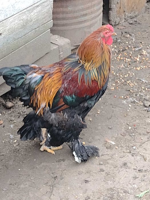 Cocosi brahma  uriaș pt reproducere