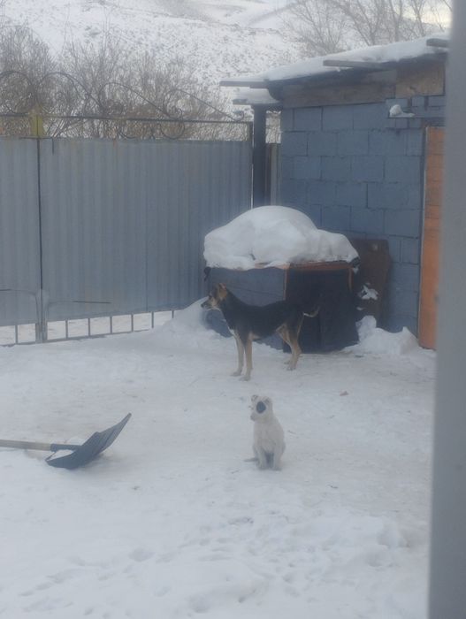 Щенок в добрые руки!