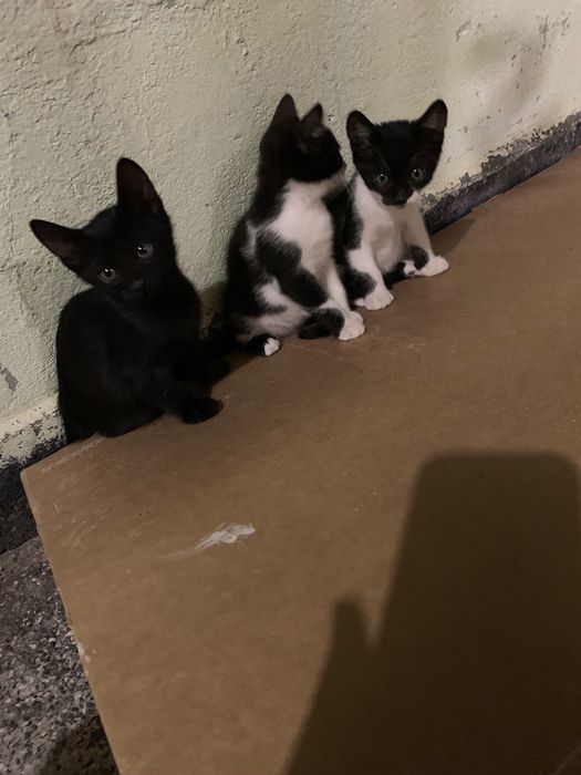 Котенца търсят дом