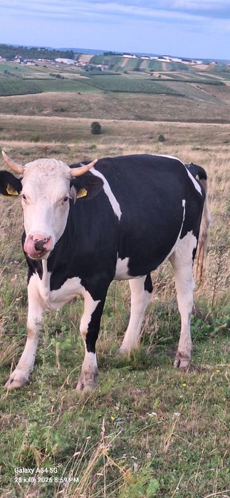 Vând juninci gestante de rasă holstein