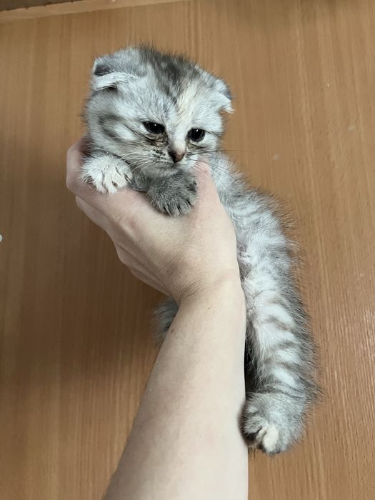 Котята в добрые руки!