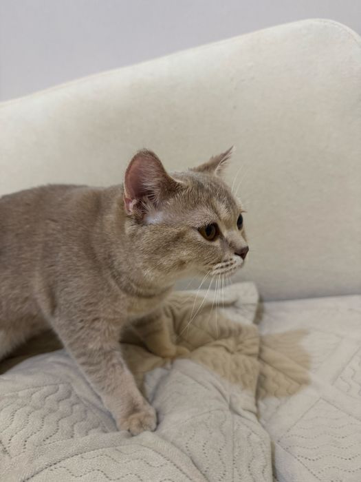 Британский котенок